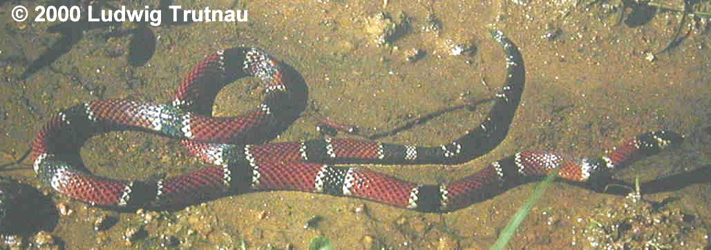 Micrurus corallinus Bild01